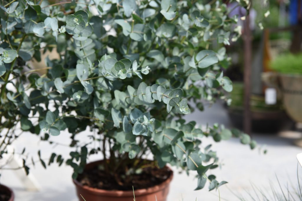 eucalyptus plant binnen