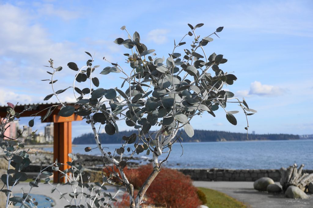 snoeien eucalyptus struik