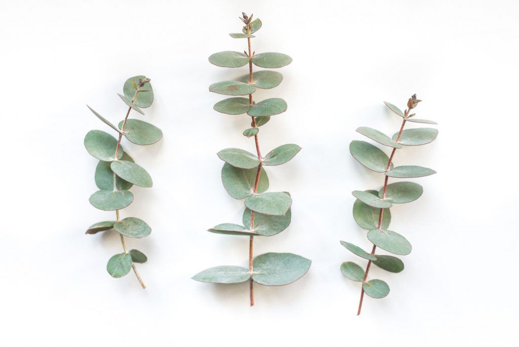Eukalyptus vermehren 3 Eukalyptus-Stecklinge