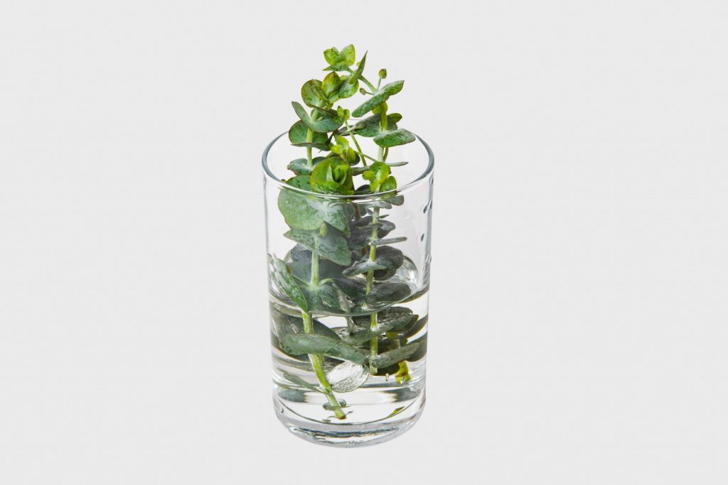 Eucalyptus stekken in water
