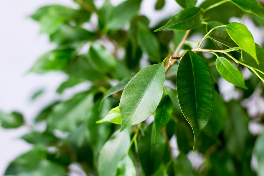 giftige kamerplanten de ficus