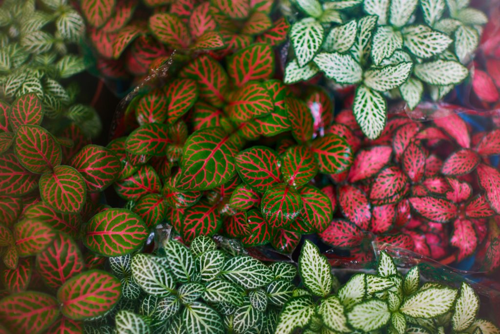 Fittonia-Stecklinge