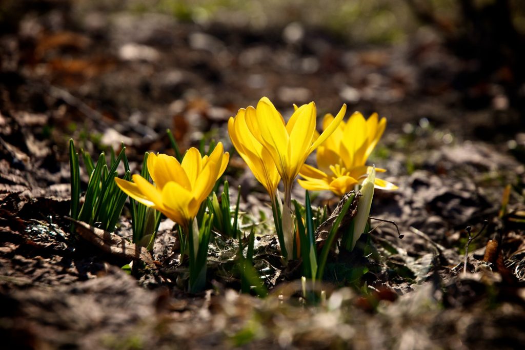Gelber Krokus Crocus flavus