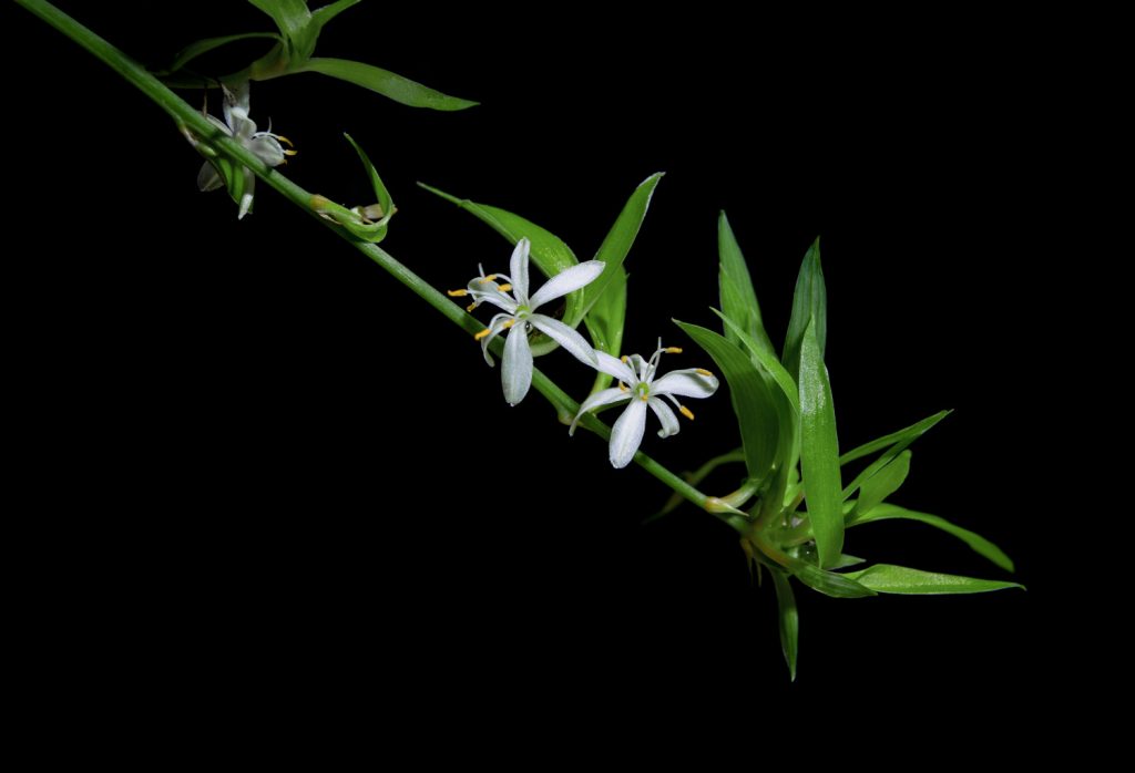 bloemen Chlorophytum