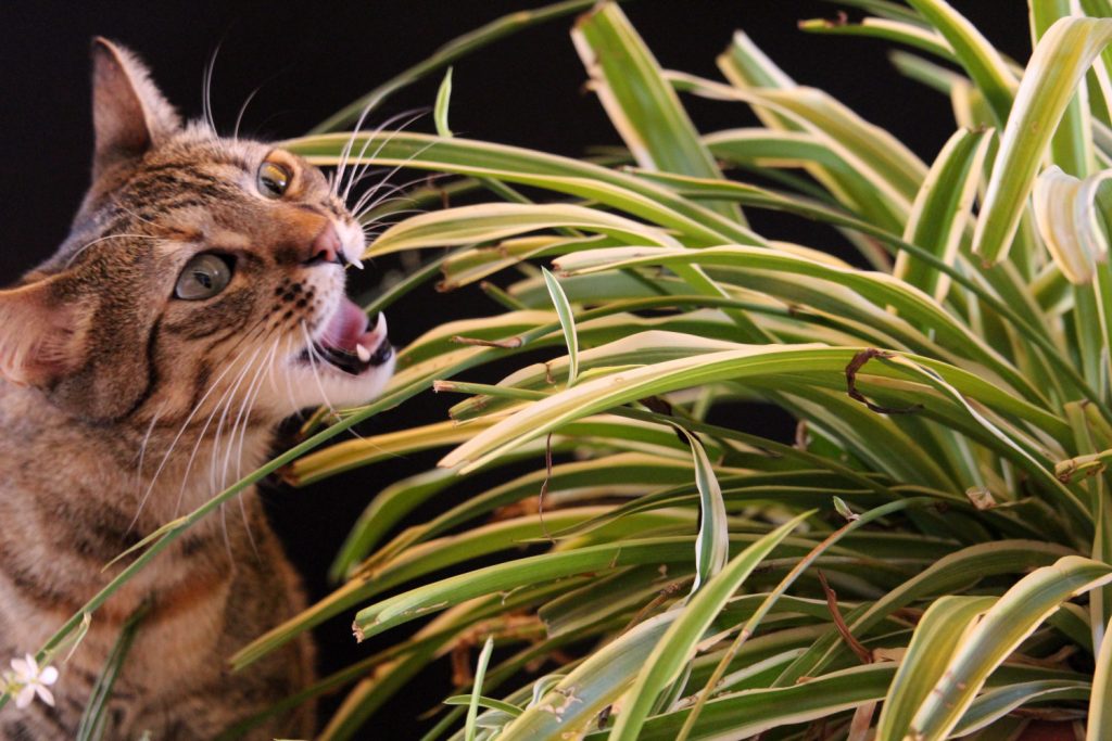 Graslilie giftige Katzen