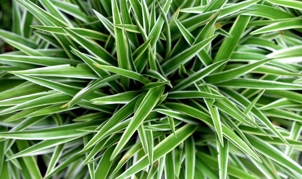 Graslilienarten: Chlorophytum Comosum Ozean