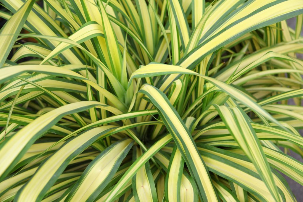 Graslilien arten: Reverse Variegatum