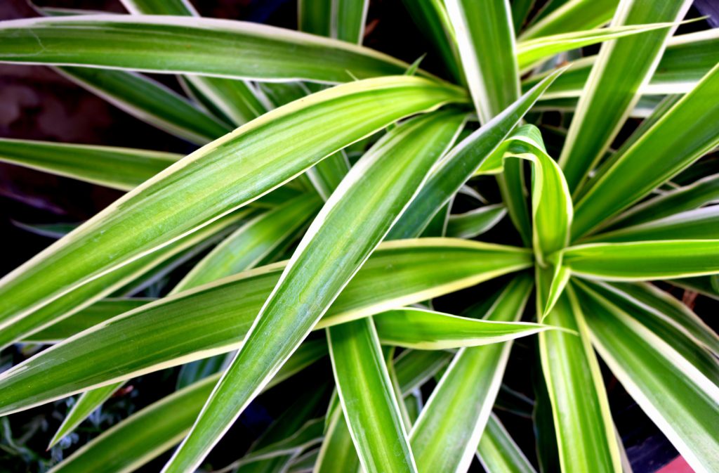 Graslilien arten: die Variegatum