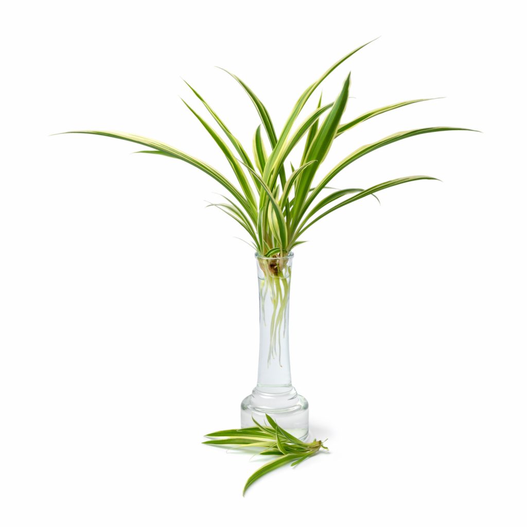 Chlorophytum-Stecklinge
