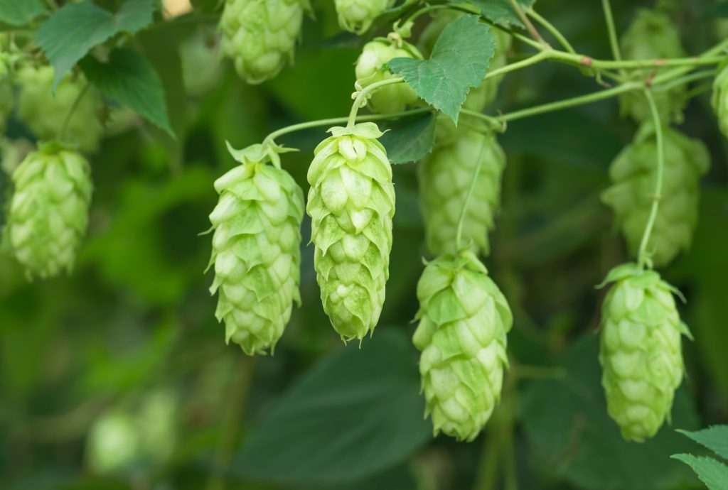 Hopfenpflanze