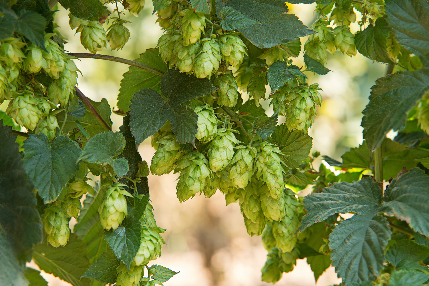 hop plant
