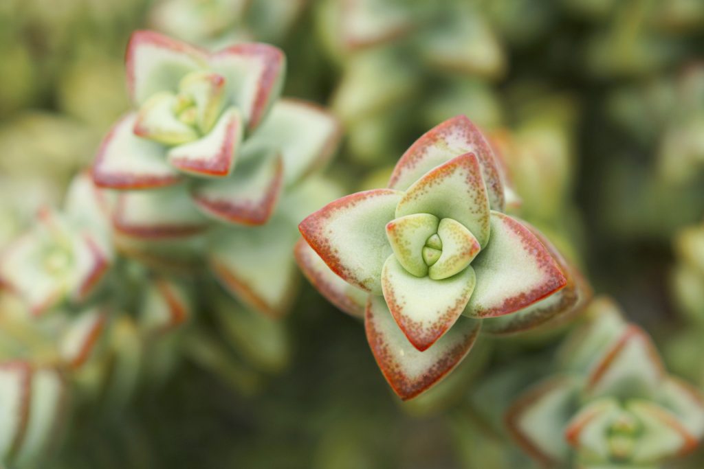 hottentot plant close up