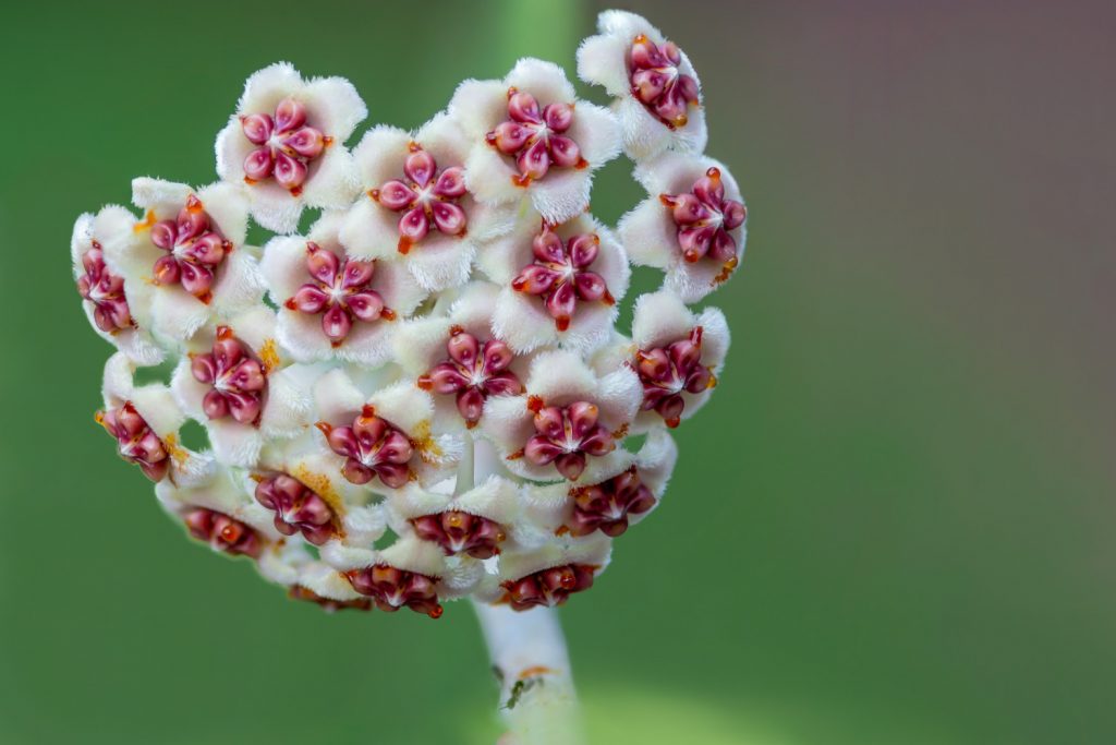 Blüte der Hoya kerrii