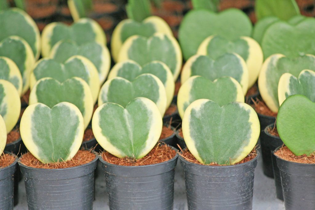 Hoya kerrii variegata