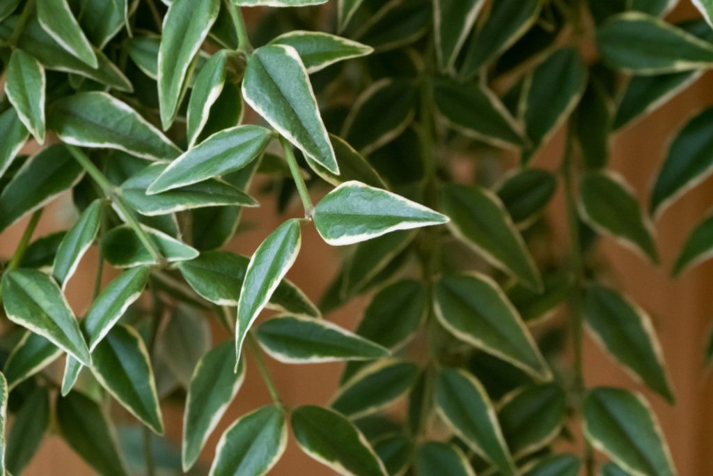 hoya wasbloem giftig