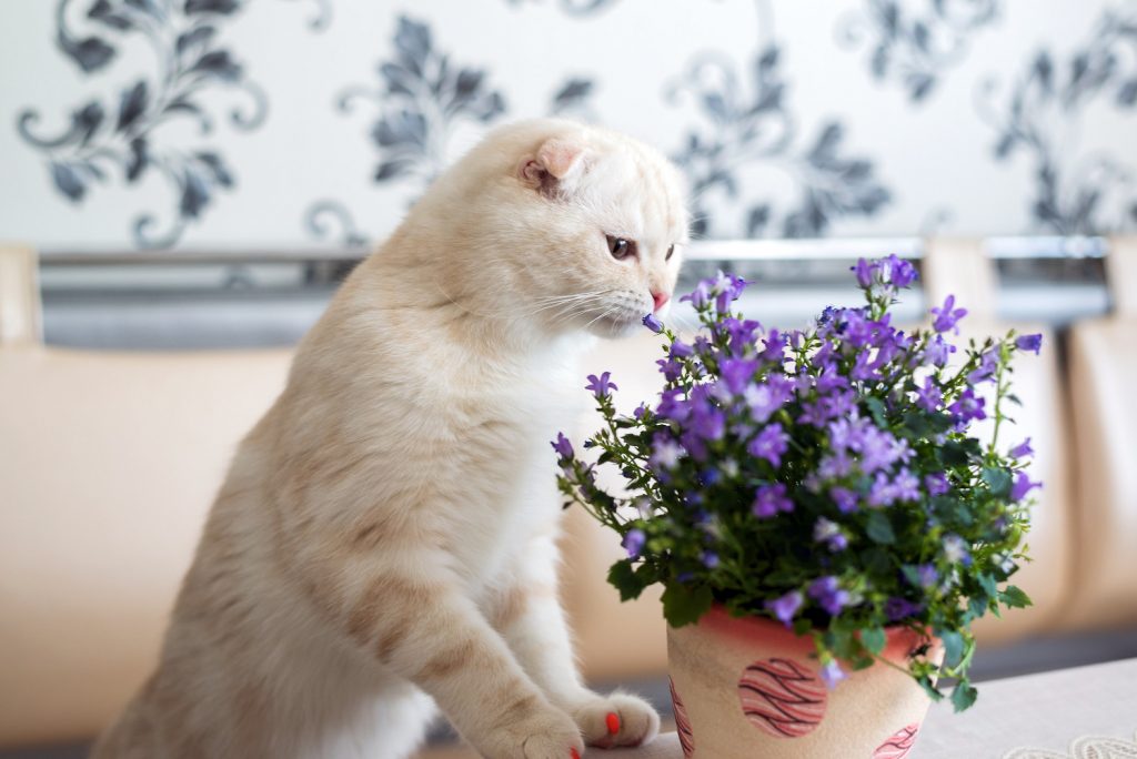 Ist die Glockenblume giftig?