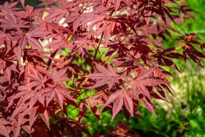 japanse esdoorn
