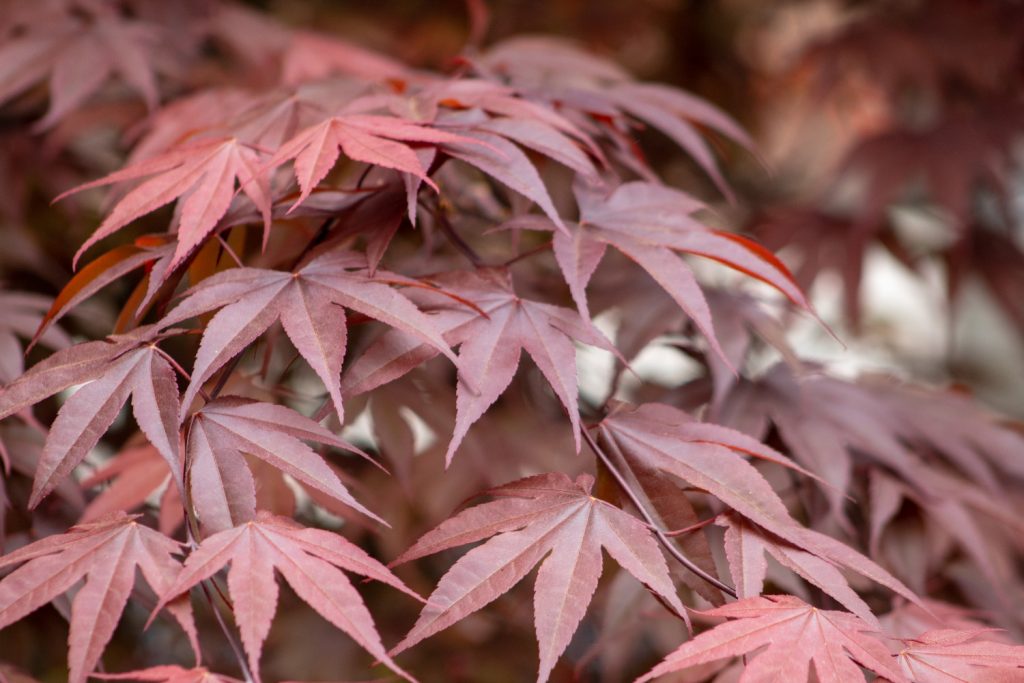 japanse esdoorn blad