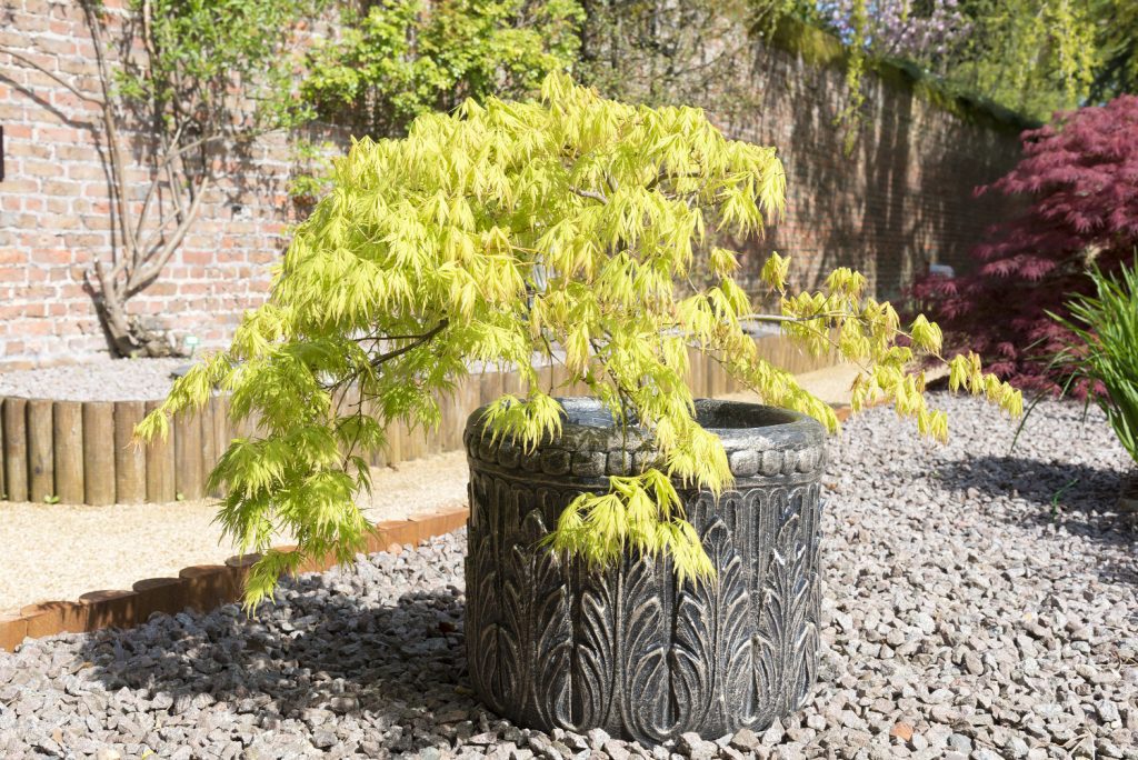 japanse esdoorn in pot