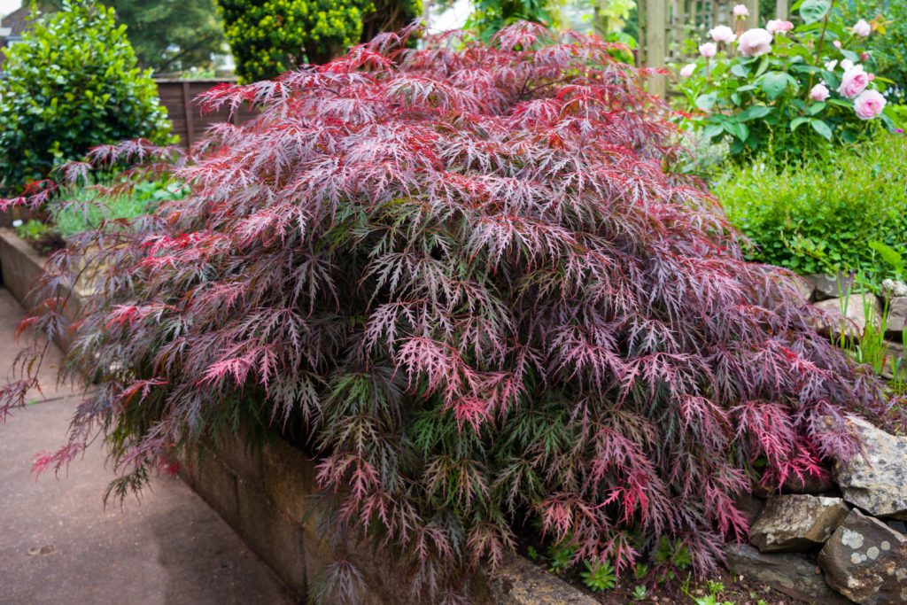 japanse esdoorn verplaatsen