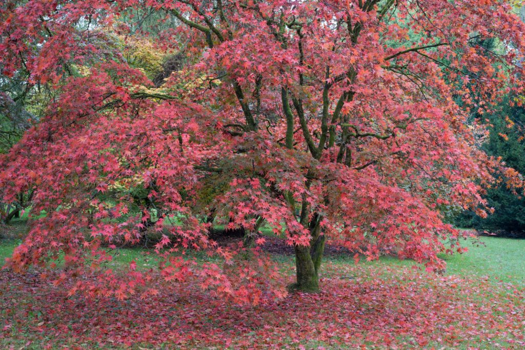 japanse esdoorn verplanten