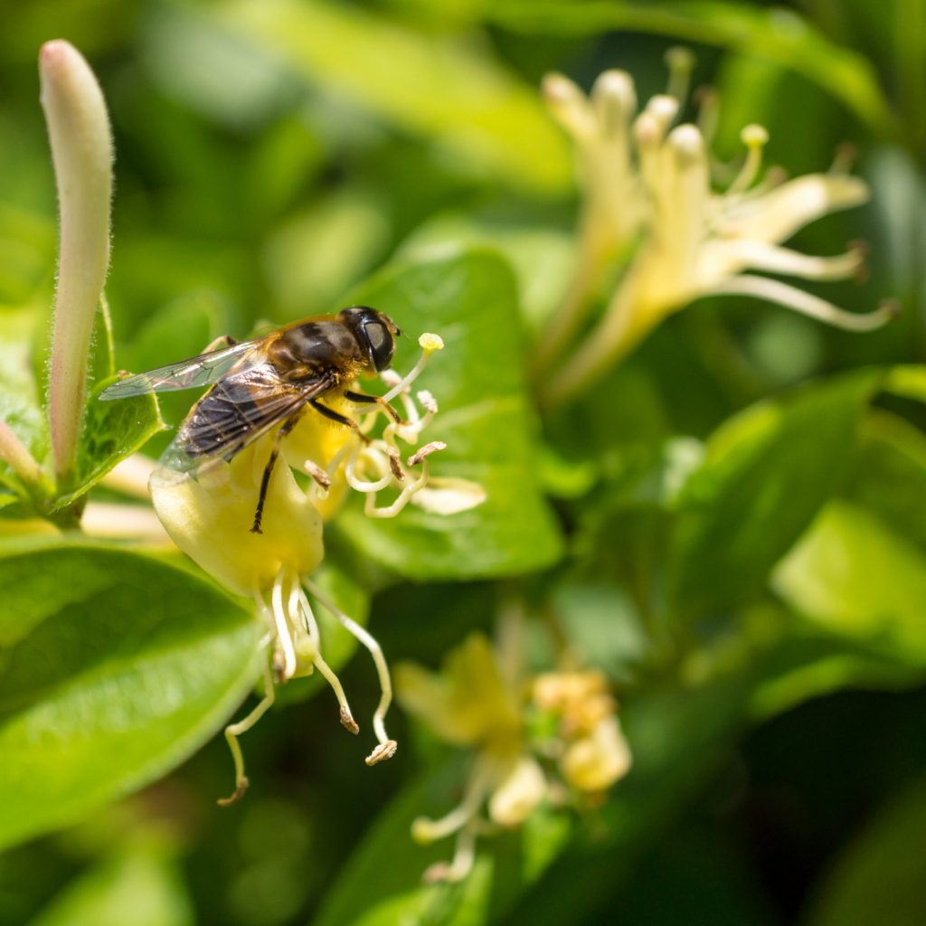 Geißblattblüte