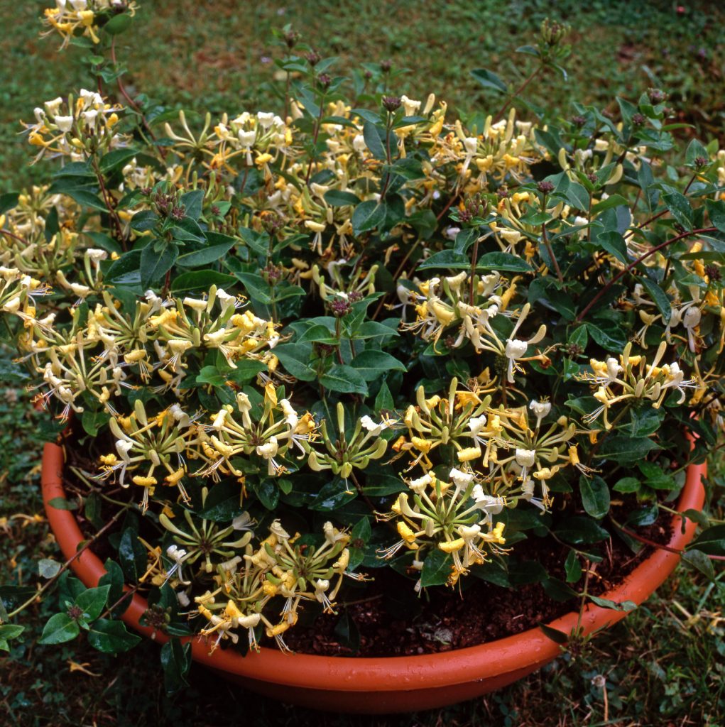 Geißblatt im Topf