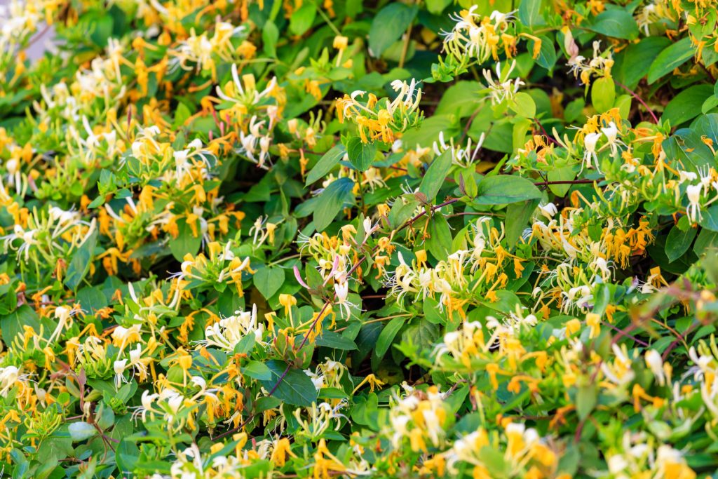 Geißblatt (Lonicera)