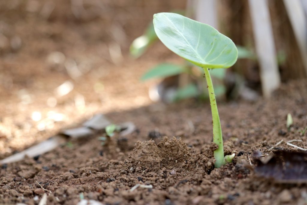 Knollen Alocasia