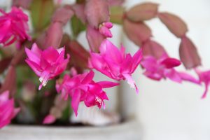 lidcactus stekken