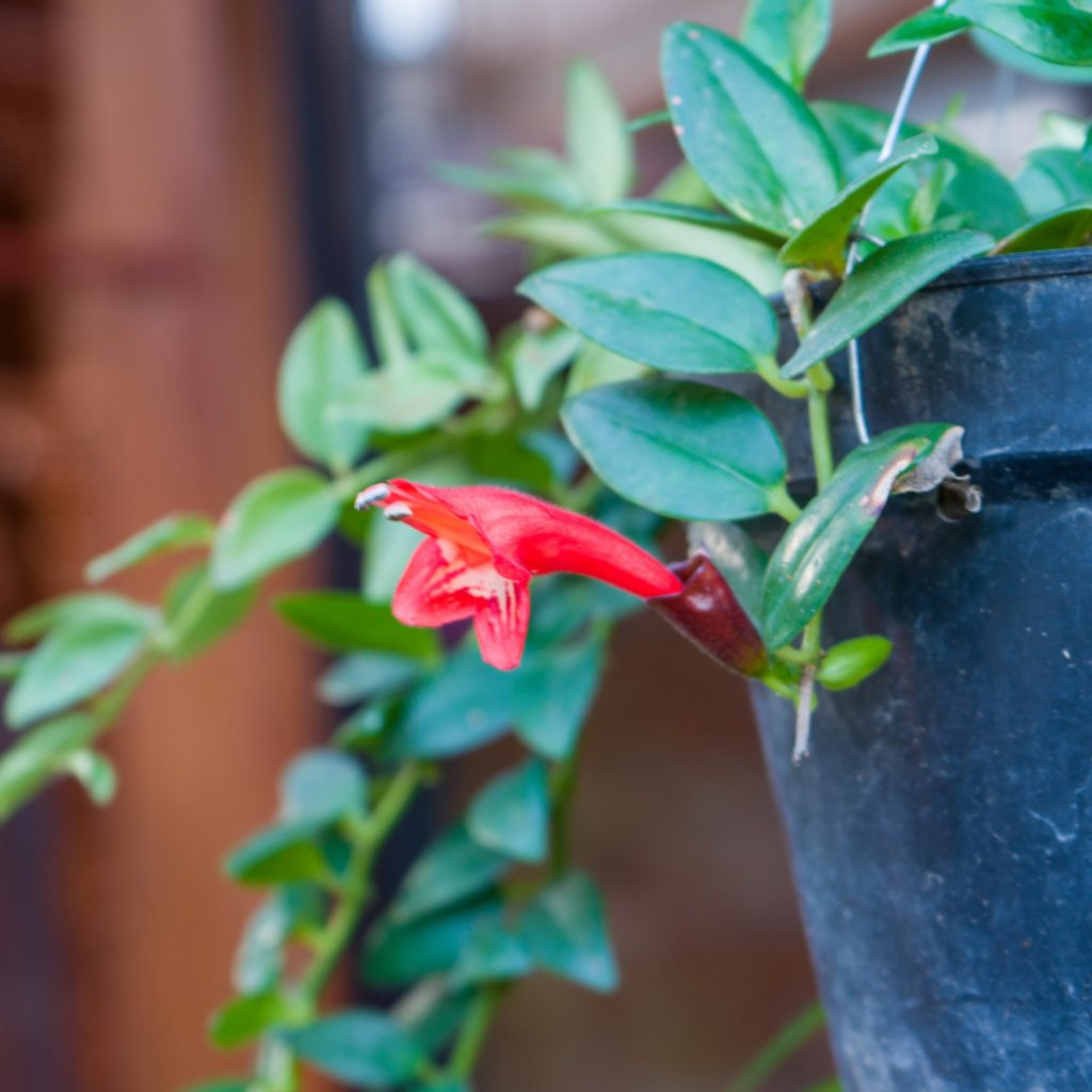 bloemen lipstick plant