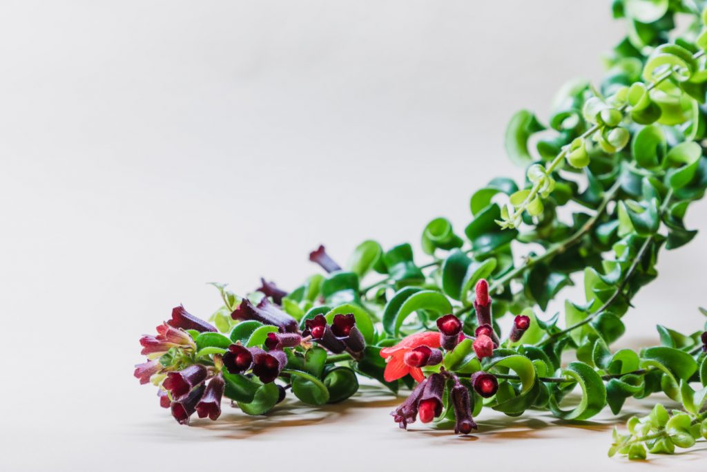 lippenstiftplant