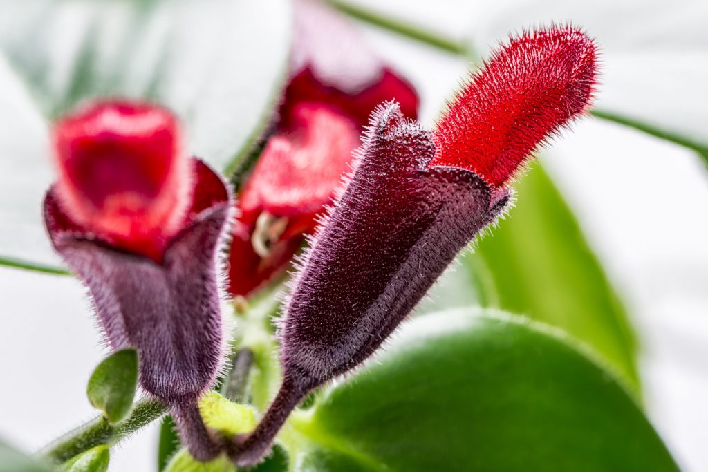 Lipstick plant