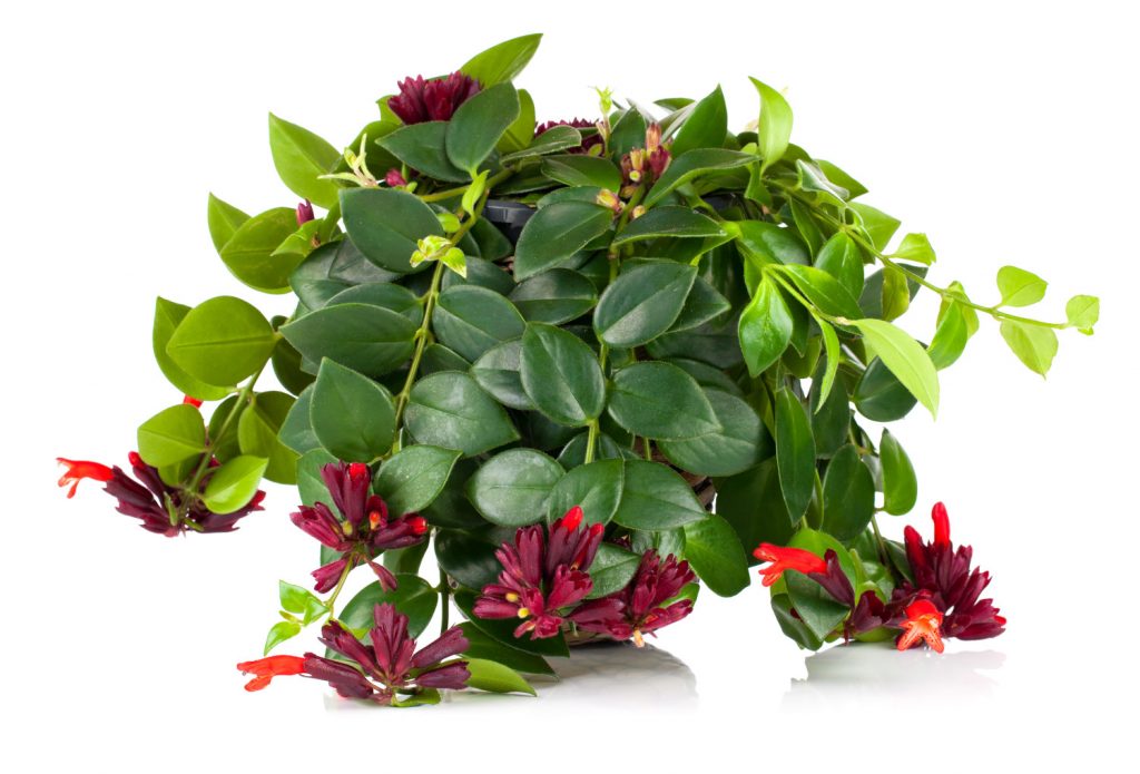 lipstickplant
