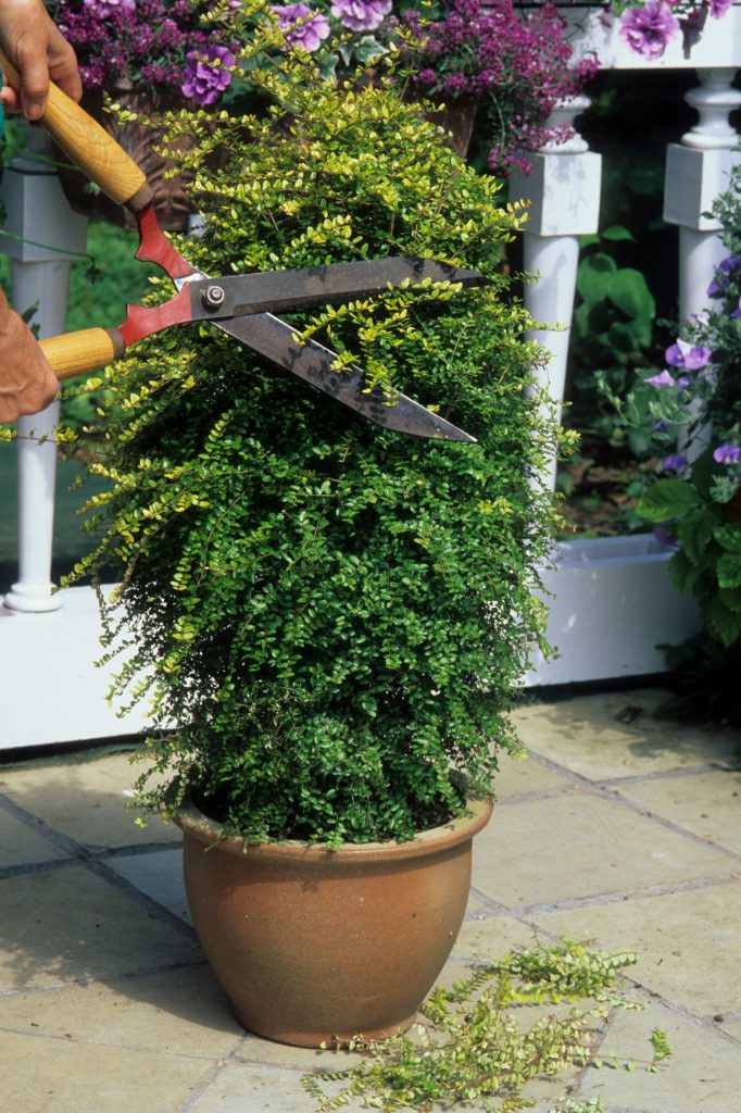 lonicera snoeien