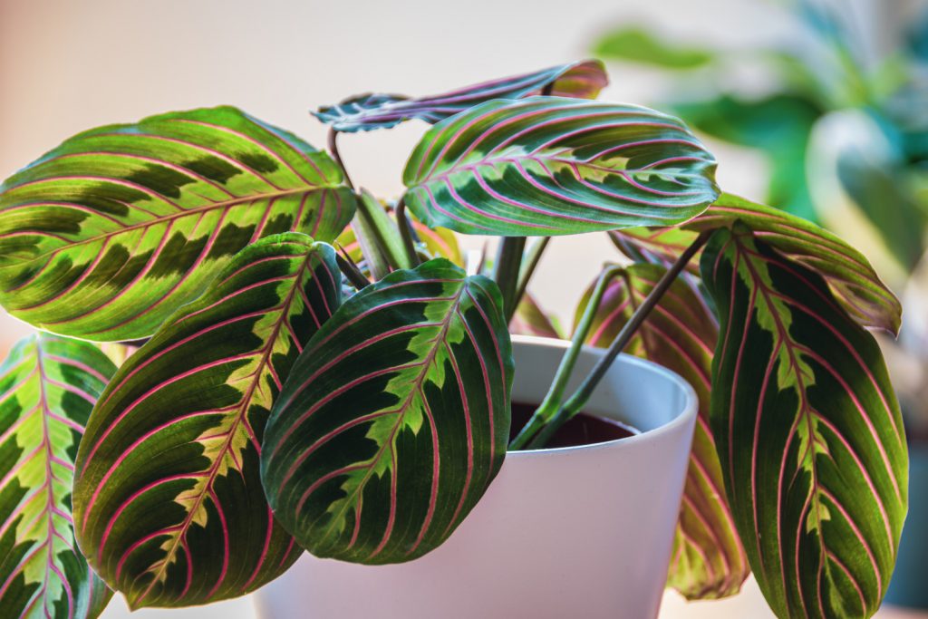 maranta