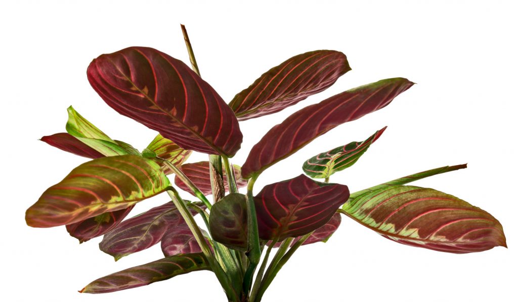 Maranta Fascinator