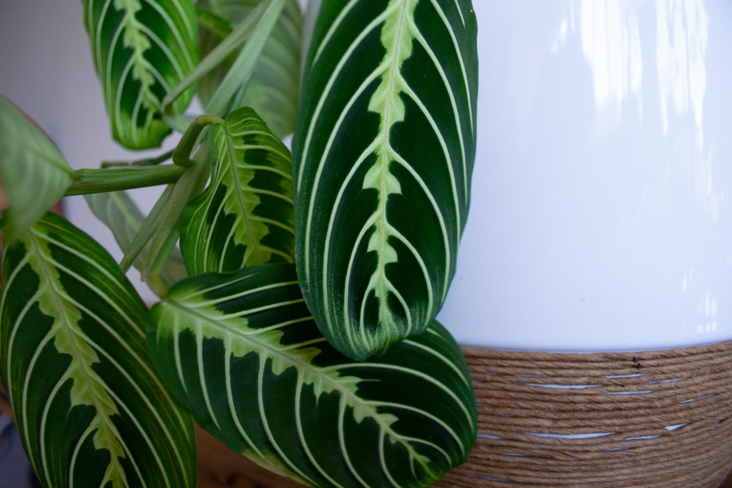 maranta lemon lime