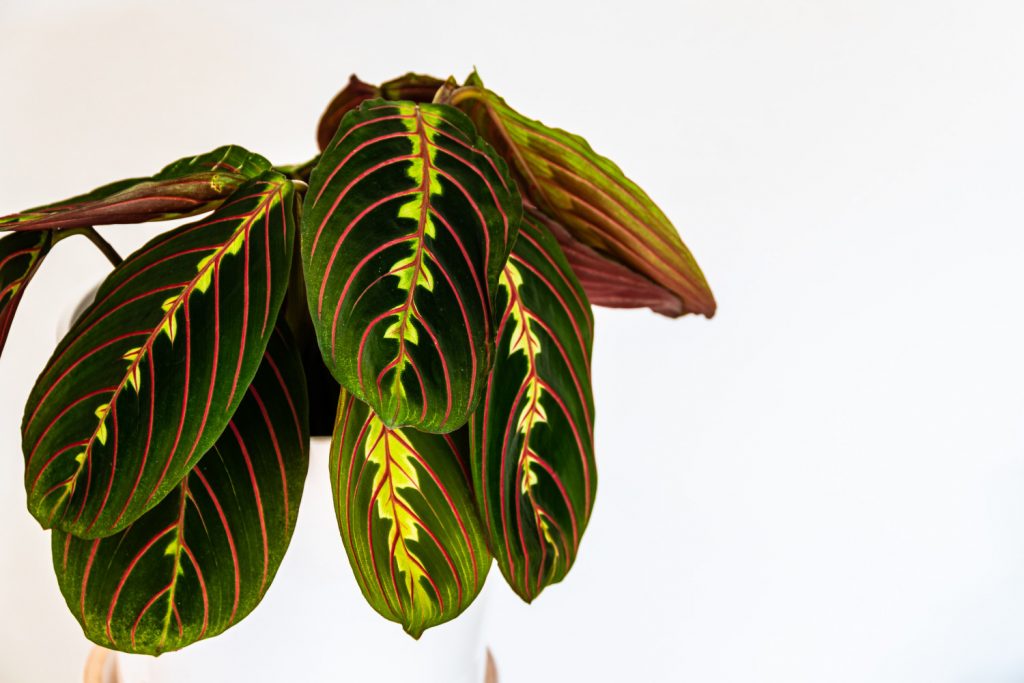 Maranta Leuconeura Fascinator