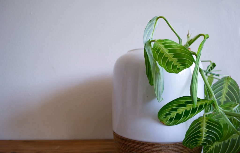 maranta leuconeura lemon lime