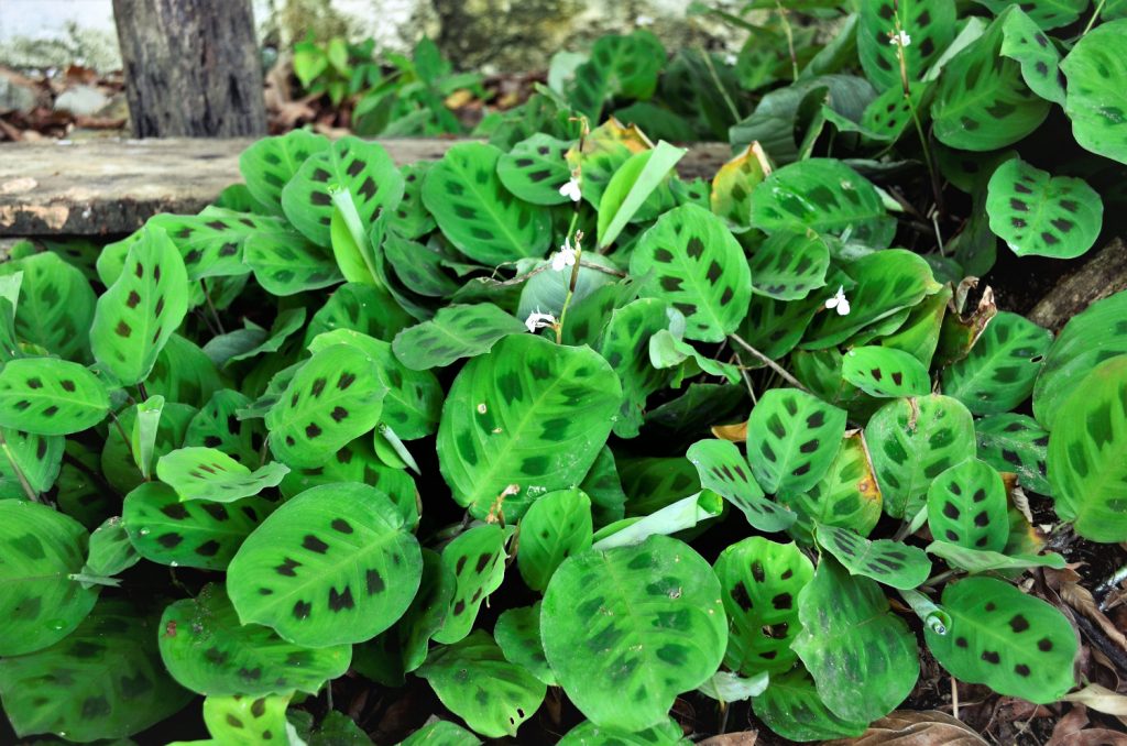 maranta soorten