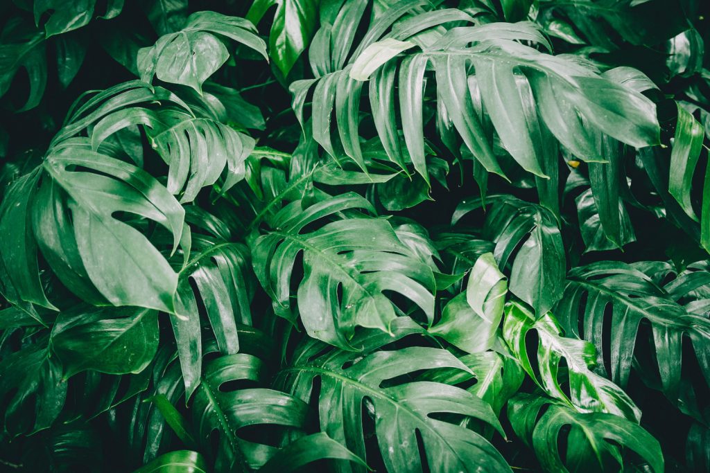 monstera gatenplant is giftig