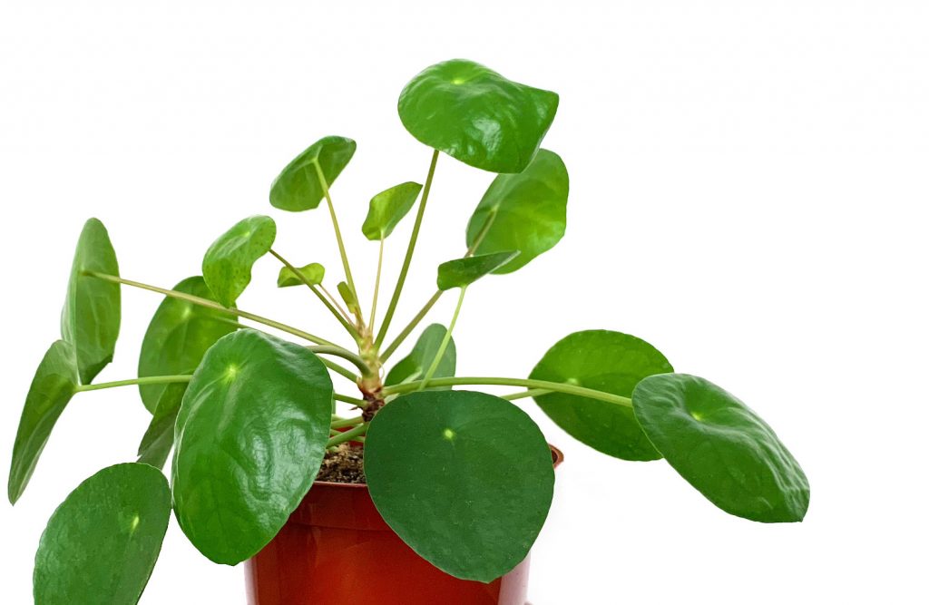 pannenkoekenplant