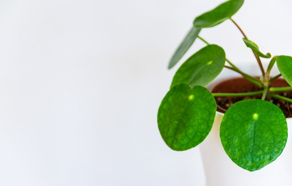 pannenkoekplant
