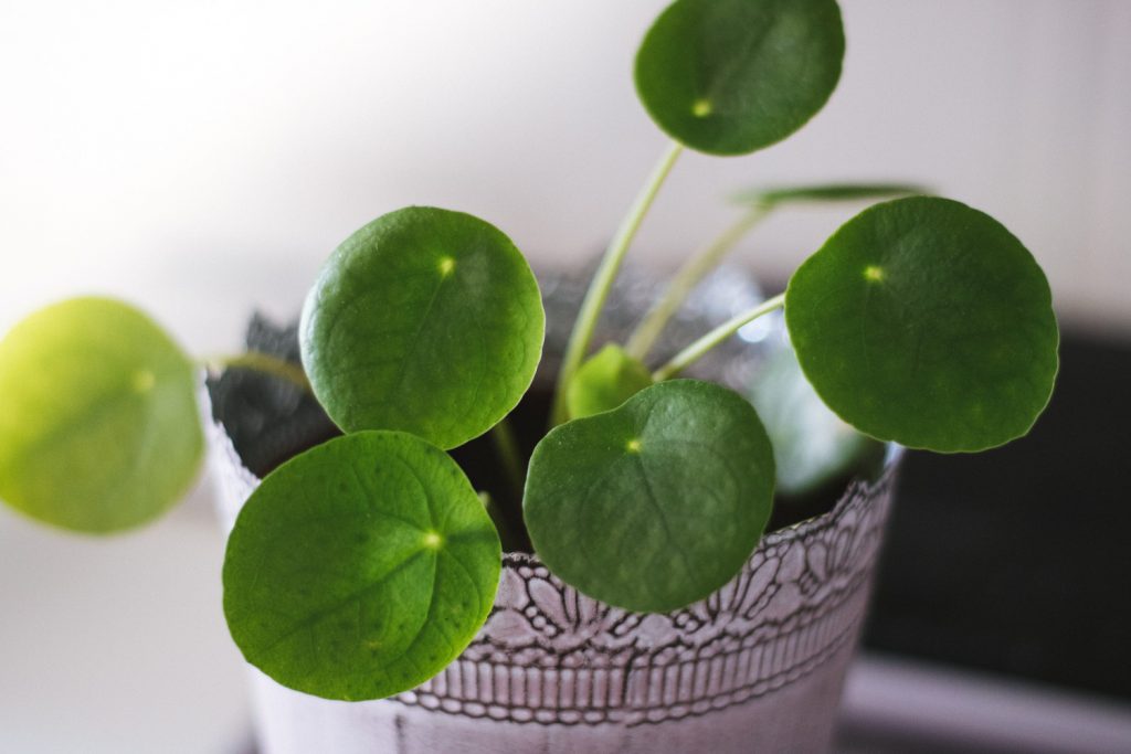 pannenkoekplant