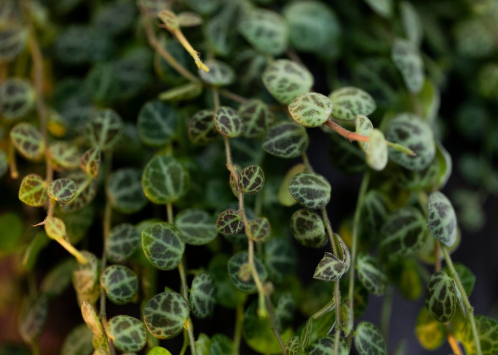 Peperomia Nahaufnahme