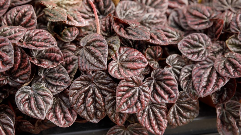Peperomia
