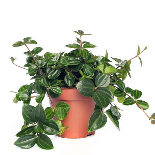 Peperomia angulata