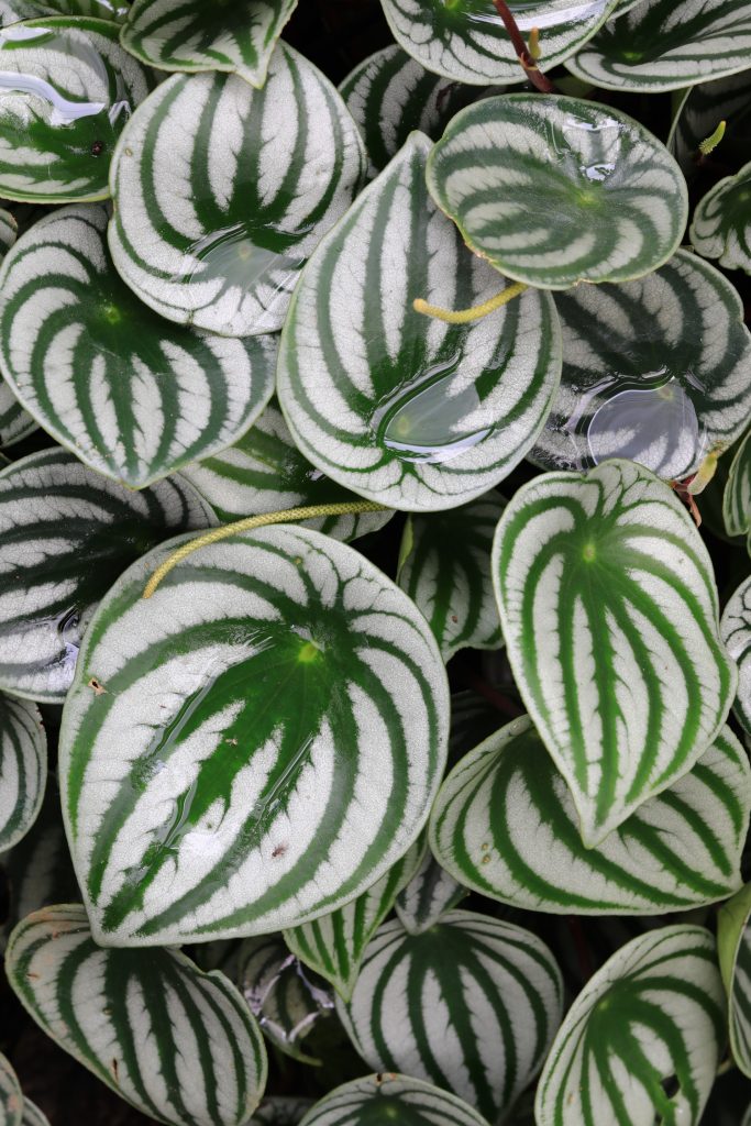 Peperomia argyreia