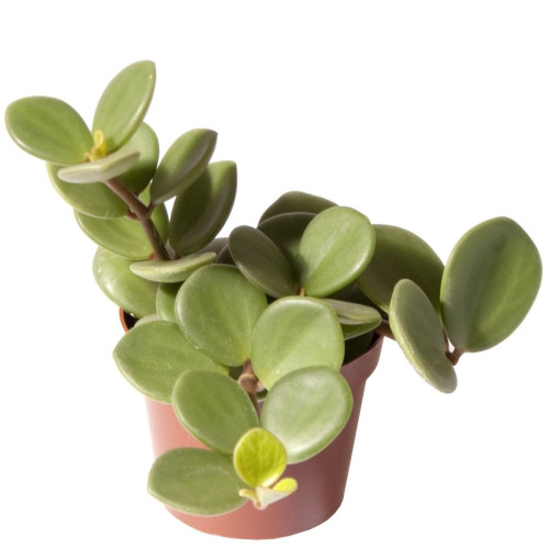 Peperomia Hope